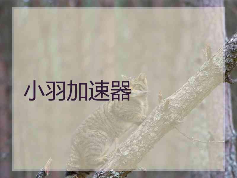 小羽加速器