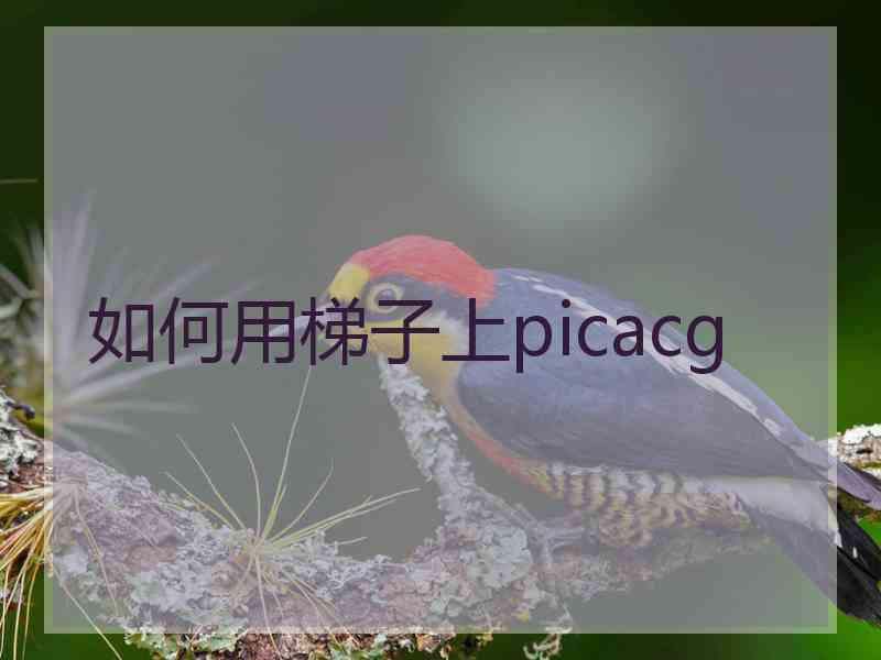 如何用梯子上picacg