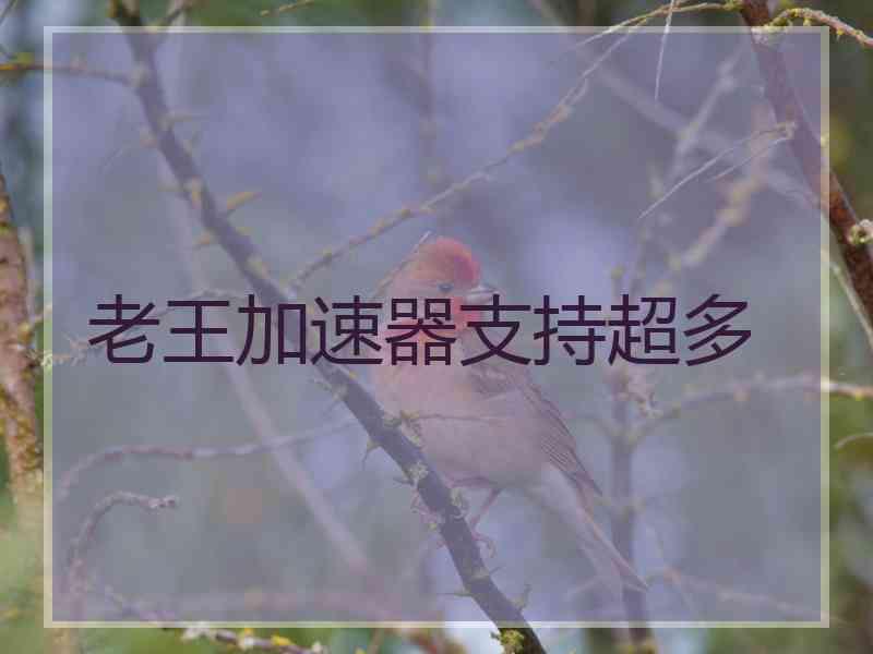 老王加速器支持超多